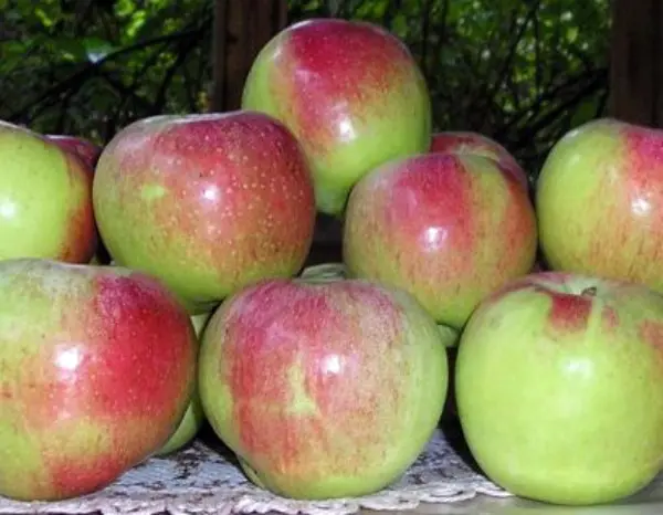 Apple trees for the Moscow region: the best varieties with a description