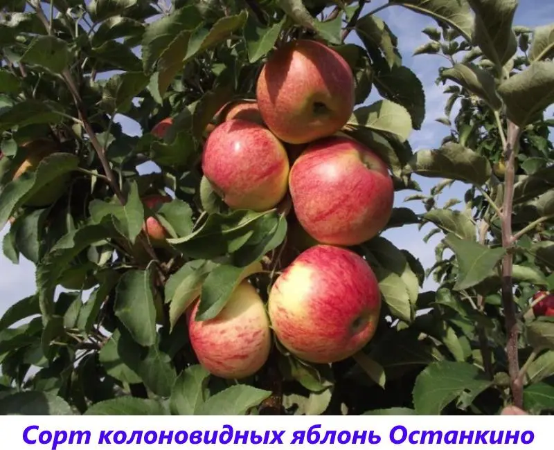 Apple trees for the Moscow region: the best varieties with a description