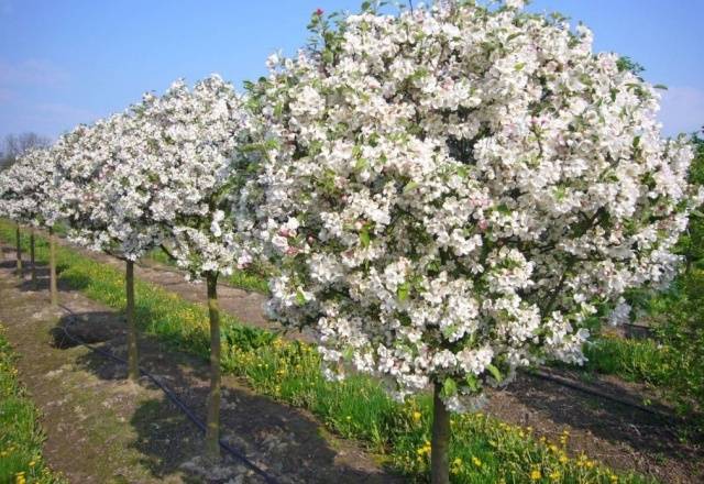 Apple trees on a dwarf rootstock: varieties + photo