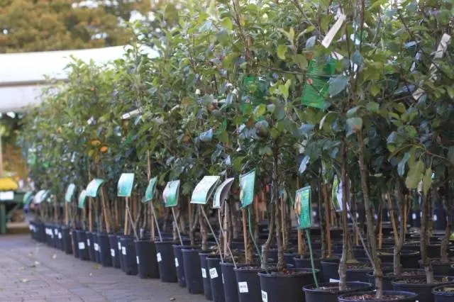 Apple trees on a dwarf rootstock: varieties + photo