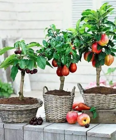 Apple trees on a dwarf rootstock: varieties + photo