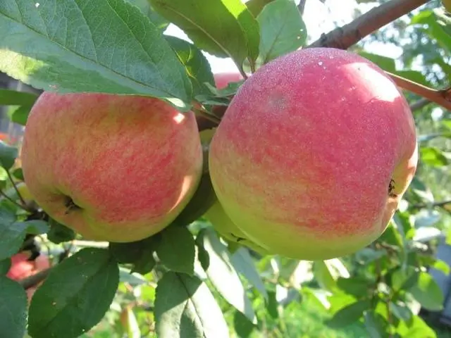 Apple trees on a dwarf rootstock: varieties + photo