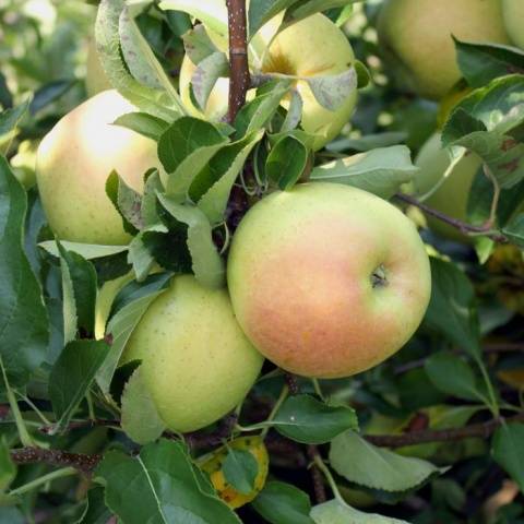 Apple trees on a dwarf rootstock: varieties + photo