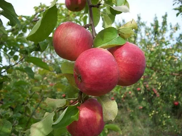 Apple trees on a dwarf rootstock: varieties + photo