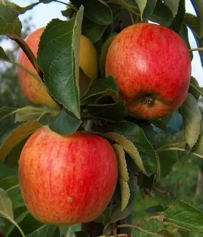 Apple trees on a dwarf rootstock: varieties + photo