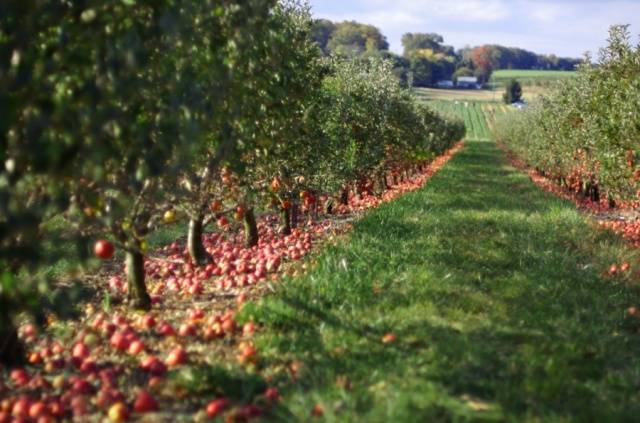 Apple trees on a dwarf rootstock: varieties + photo