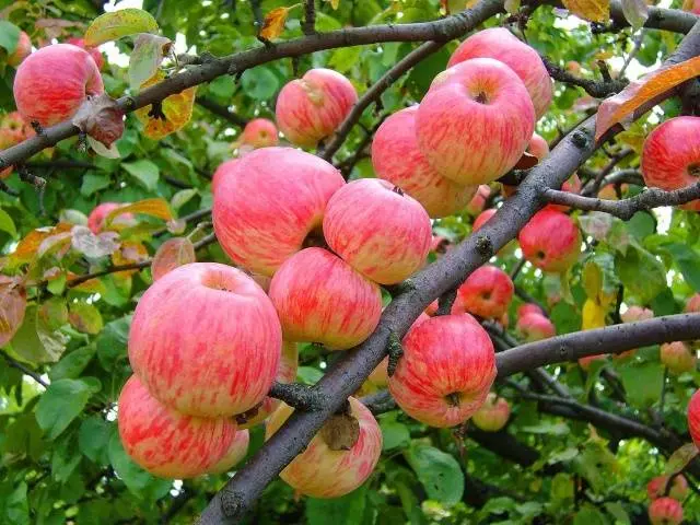 Apple trees on a dwarf rootstock: varieties + photo