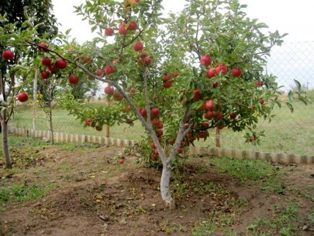 Apple trees on a dwarf rootstock: varieties + photo