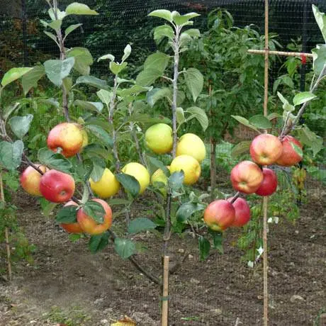 Apple trees on a dwarf rootstock: varieties + photo