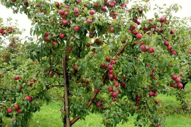 Apple trees on a dwarf rootstock: varieties + photo