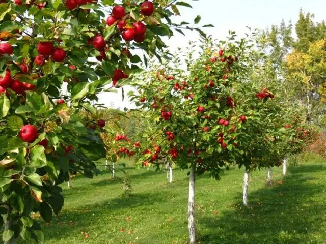 Apple trees on a dwarf rootstock: varieties + photo