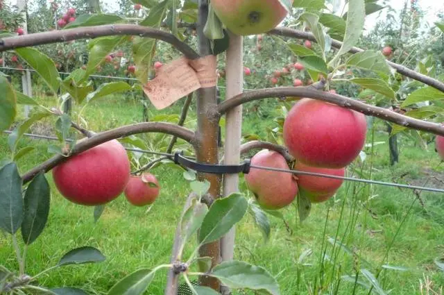 Apple trees on a dwarf rootstock: varieties + photo