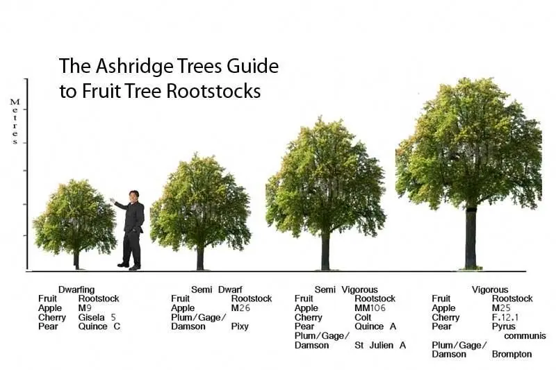 Apple trees on a dwarf rootstock: varieties + photo