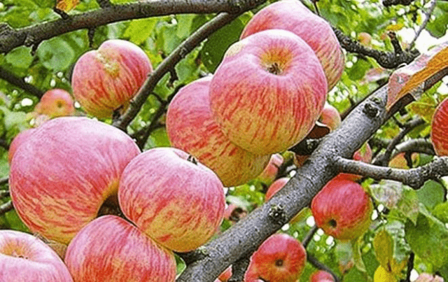 Apple variety Apple Spas: photo, description, reviews