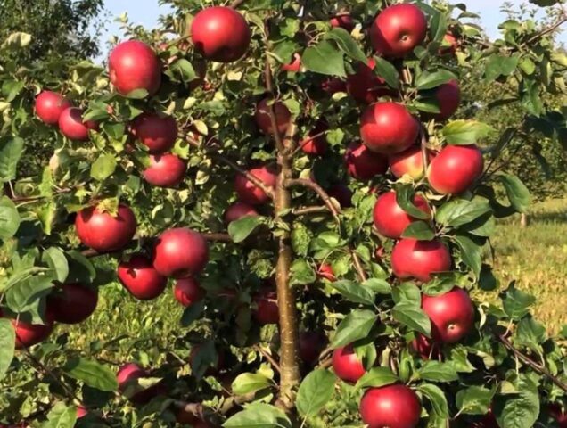 Apple variety Belarusian raspberry: photo and description