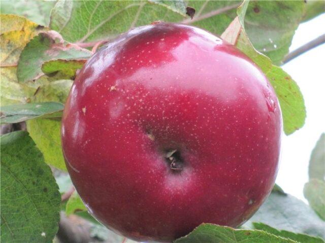 Apple variety Belarusian raspberry: photo and description