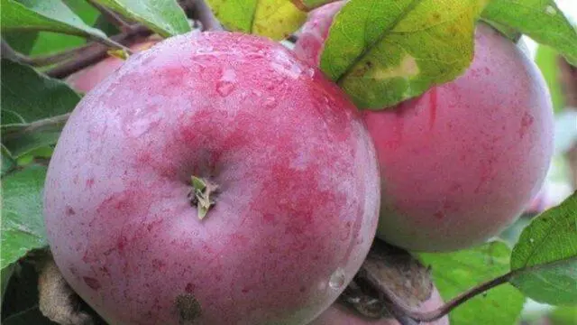 Apple variety Belarusian raspberry: photo and description