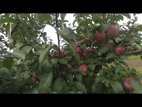 Apple variety Belarusian raspberry: photo and description