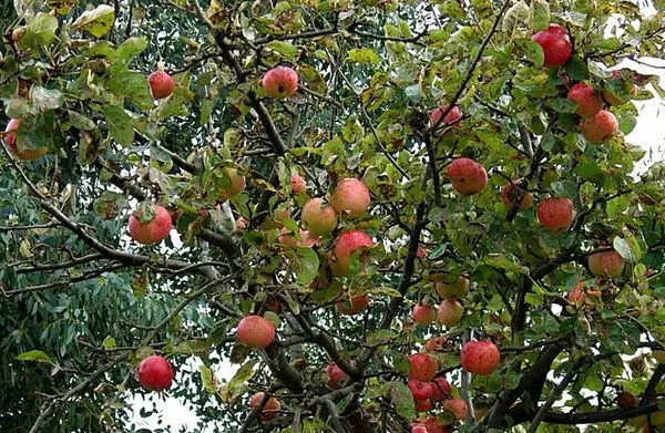 Apple variety Candy: description of the variety and reviews of gardeners