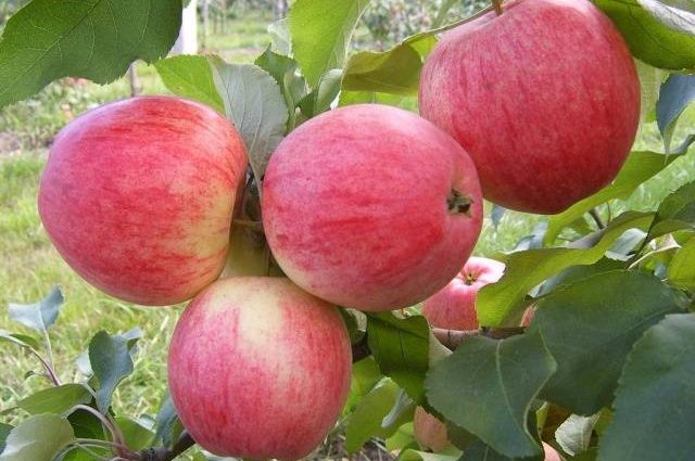 Apple variety Candy: description of the variety and reviews of gardeners