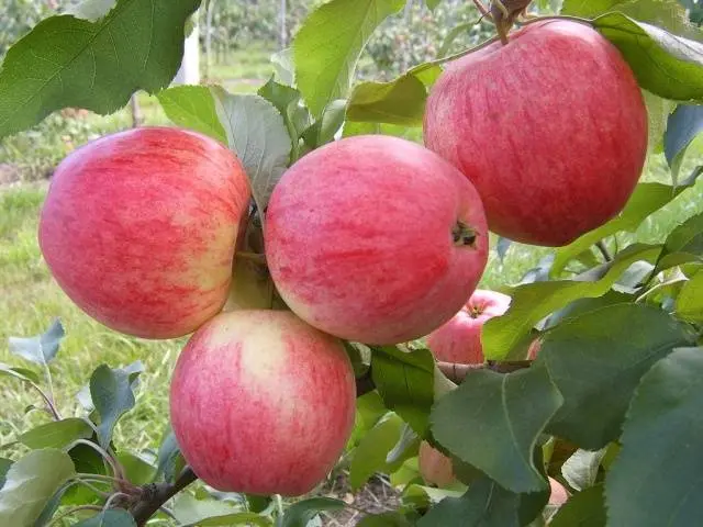 Apple variety Candy: description of the variety and reviews of gardeners