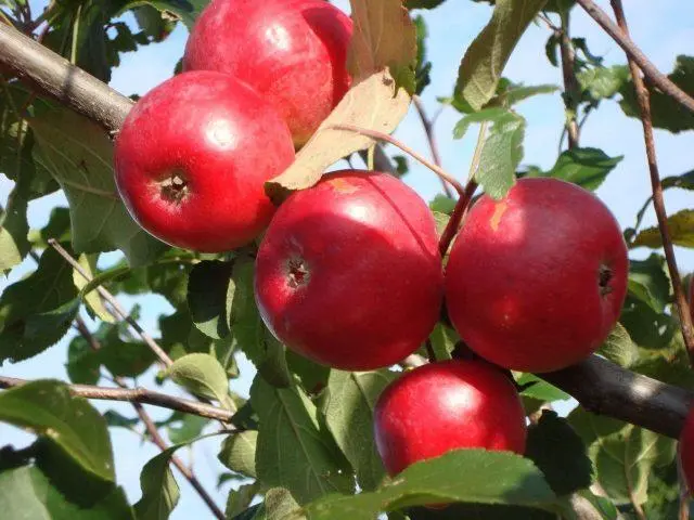 Apple variety Constellation: photo and description