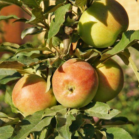 Apple variety Constellation: photo and description