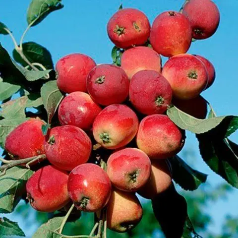 Apple variety Constellation: photo and description