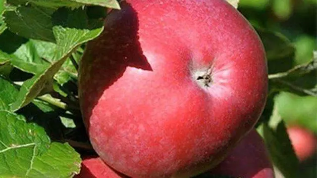 Apple variety Constellation: photo and description