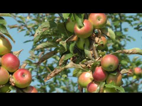 Apple variety Constellation: photo and description