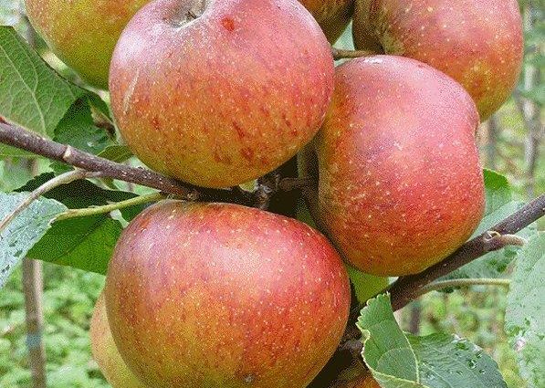 Apple variety Delight