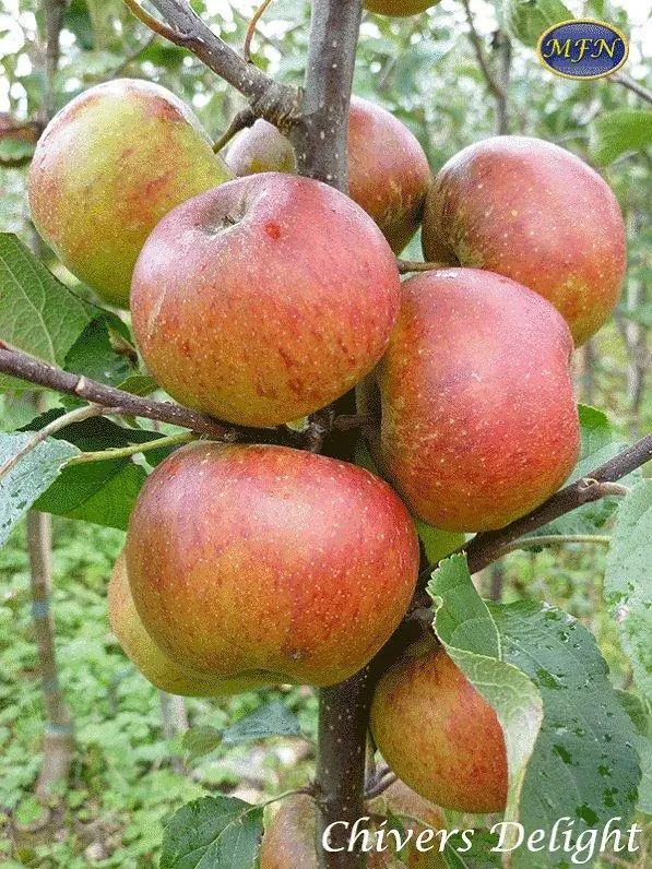 Apple variety Delight