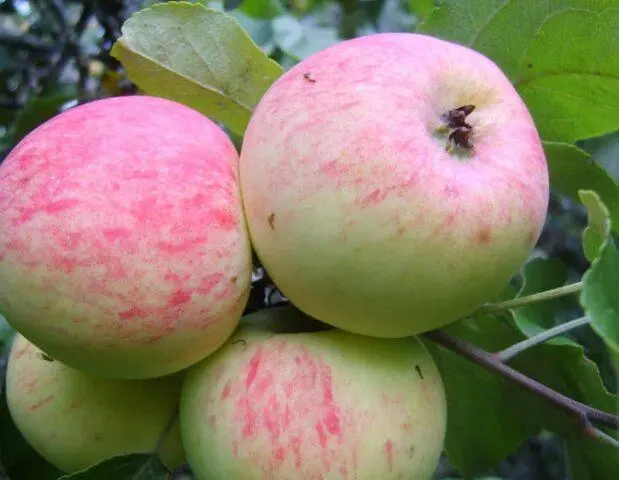 Apple variety Grushovka Moscow: photo and description, reviews