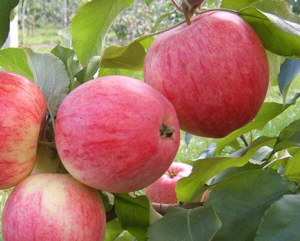 Apple variety Grushovka Moscow: photo and description, reviews