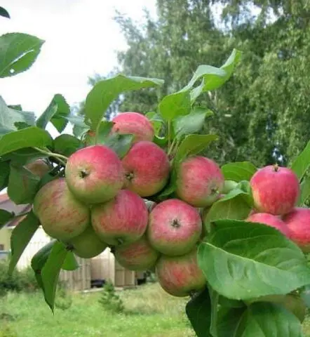 Apple variety Grushovka Moscow: photo and description, reviews