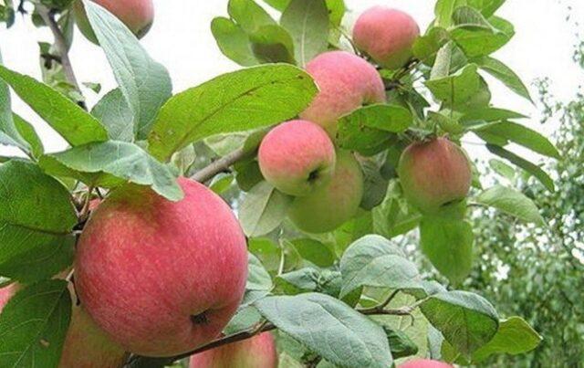 Apple variety Grushovka Moscow: photo and description, reviews