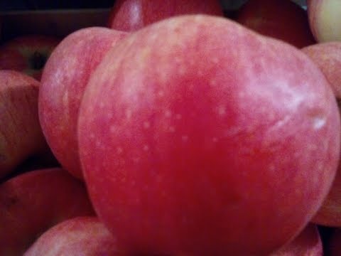 Apple variety Idared: description, characteristics, advantages