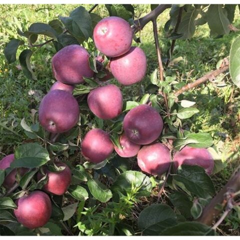 Apple variety Imant: photo and description, reviews