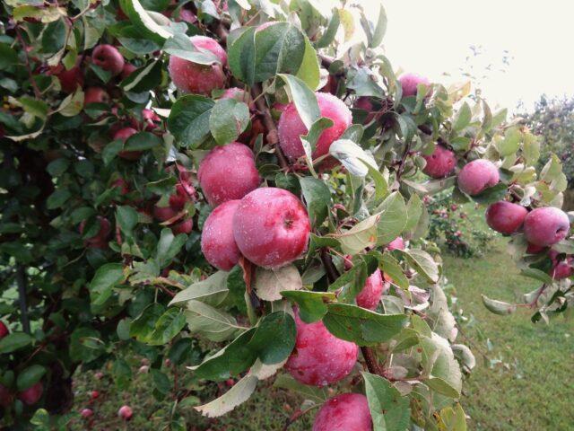 Apple variety Imant: photo and description, reviews