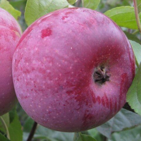 Apple variety Imant: photo and description, reviews