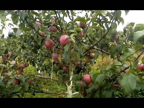 Apple variety Imant: photo and description, reviews