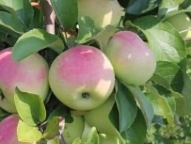 Apple variety Imrus: photo and description, reviews