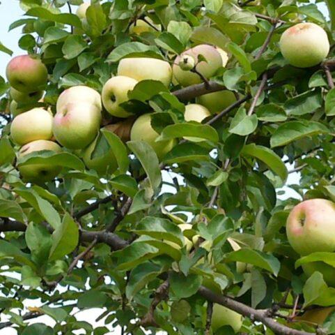 Apple variety Imrus: photo and description, reviews