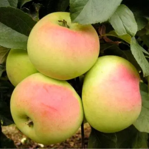 Apple variety Imrus: photo and description, reviews