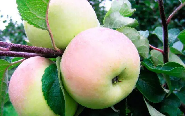 Apple variety Imrus: photo and description, reviews