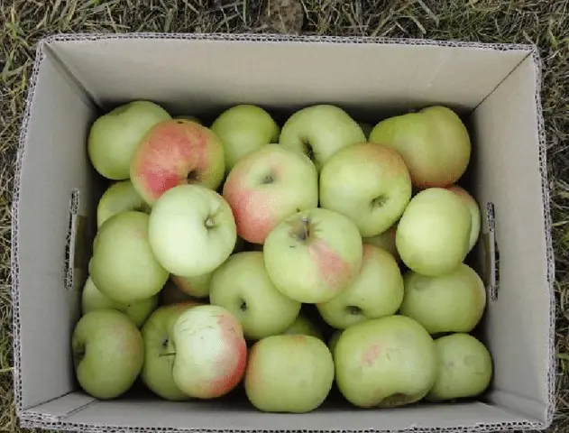 Apple variety Imrus: photo and description, reviews