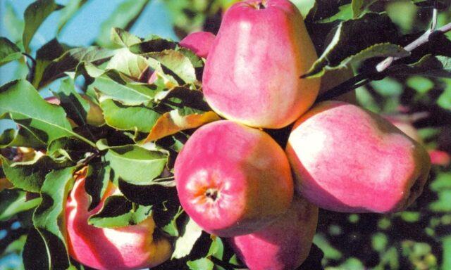 Apple variety Kandil Orlovsky: photo and description, reviews