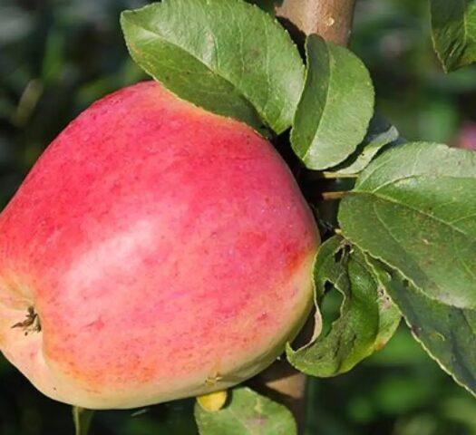 Apple variety Kandil Orlovsky: photo and description, reviews