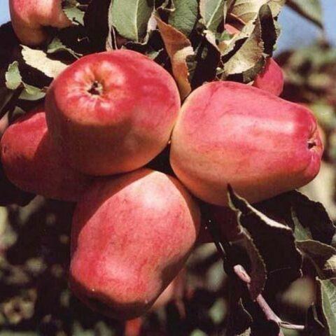 Apple variety Kandil Orlovsky: photo and description, reviews