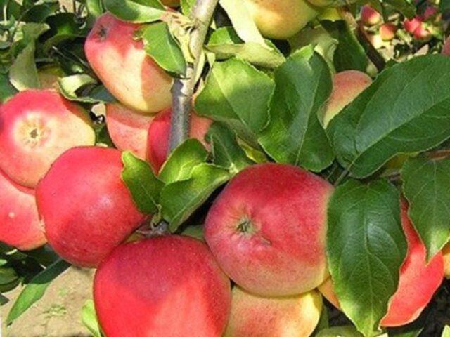 Apple variety Kandil Orlovsky: photo and description, reviews